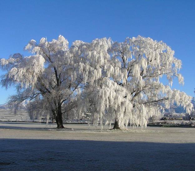 Hoar frost (Omakau Golf course) |Schist Rock |Accommodation |Central Otago Rail Trail